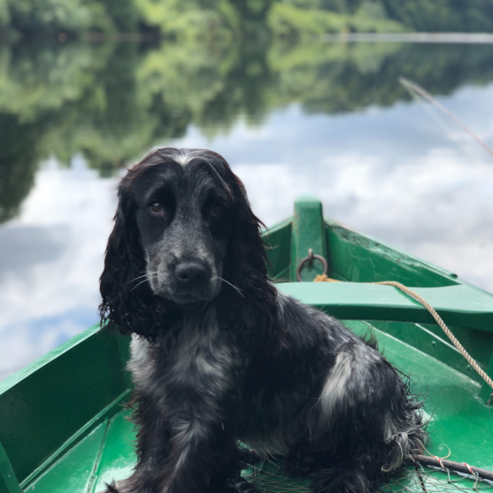 black cocker spaniel on a green boat